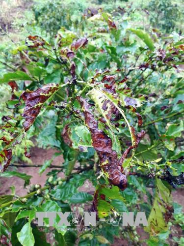 Cây cà phê bị bọ cánh cứng cắn làm khô lá và chết. Ảnh: Quang Thái- TTXVN Cây cà phê bị bọ cánh cứng cắn làm khô lá và chết. Ảnh: Quang Thái- TTXVN