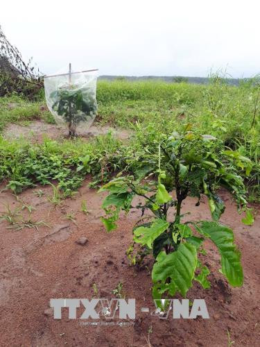 Giải pháp "trùm mền" cho cây cà phê thực sự hiệu quả ở giai đoạn cây con, tuy nhiên khi lớn lên bỏ lưới ra thì lại bị bọ cánh cứng cắn nát. Ảnh: Quang Thái- TTXVN Giải pháp "trùm mền" cho cây cà phê thực sự hiệu quả ở giai đoạn cây con, tuy nhiên khi lớn lên bỏ lưới ra thì lại bị bọ cánh cứng cắn nát. Ảnh: Quang Thái- TTXVN