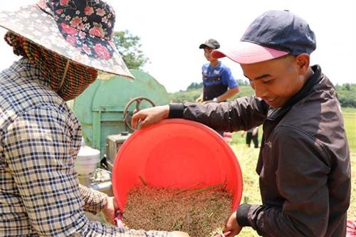 Niềm vui được mùa của đồng bào M’nông tại bon Pi Nao, xã Nhân Đạo, huyện Đắk R’Lấp, tỉnh Đắk Nông. Ảnh: Hưng Thịnh – TTXVN Niềm vui được mùa của đồng bào M’nông tại bon Pi Nao, xã Nhân Đạo, huyện Đắk R’Lấp, tỉnh Đắk Nông. Ảnh: Hưng Thịnh – TTXVN