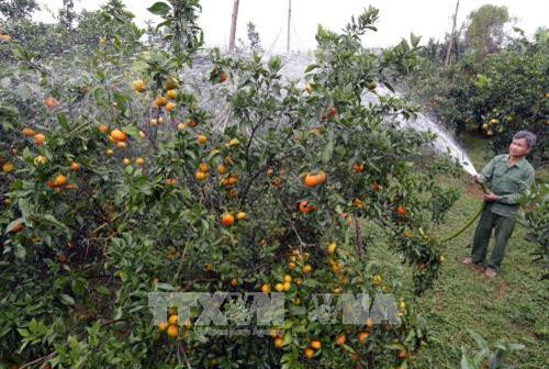 Gia đình ông Bùi Nam Chềnh ở tỉnh Hòa Bình vay 30 triệu đồng đầu tư cải tạo hơn 3000m2 đất đồi trồng cam, quýt, sau 3 năm đã cho kết quả tốt. Ảnh: Trần Việt - TTXVN