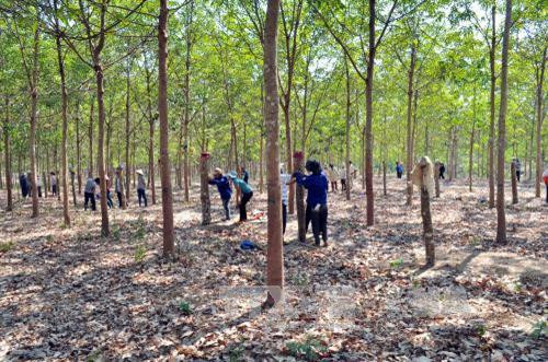 Tập huấn cạo mủ cao su cho công nhân tại Công ty TNHH MTV cao su Chưmomray. Ảnh: Cao Nguyên - TTXVN Tập huấn cạo mủ cao su cho công nhân tại Công ty TNHH MTV cao su Chưmomray. Ảnh: Cao Nguyên - TTXVN