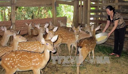 Hướng dẫn xây dựng chuồng trại nuôi hươu sao ảnh 1