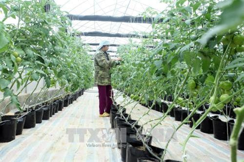 Ứng dụng công nghệ cao trong nông nghiệp gồm: sản xuất rau ăn quả trên hệ thống thủy canh bán tuần hoàn mang lại hiệu quả kinh tế cao. Ảnh: Bùi Đức Hiếu - TTXVN Ứng dụng công nghệ cao trong nông nghiệp gồm: sản xuất rau ăn quả trên hệ thống thủy canh bán tuần hoàn mang lại hiệu quả kinh tế cao. Ảnh: Bùi Đức Hiếu - TTXVN