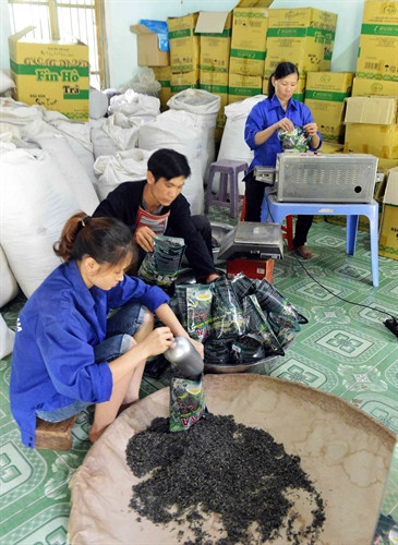 Công nhân HTX đóng gói sản phẩm chè. Công nhân HTX đóng gói sản phẩm chè.
