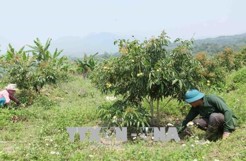 Ông Lò Văn Bóng làm cỏ cho vườn cây ăn quả. Ảnh: Quý Trung – TTXVN Ông Lò Văn Bóng làm cỏ cho vườn cây ăn quả. Ảnh: Quý Trung – TTXVN