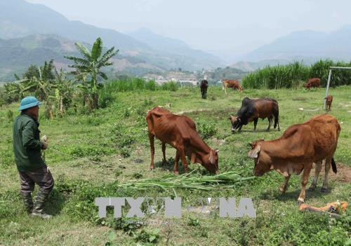 Đàn bò sinh sản của gia đình cựu chiến binh Lò Văn Bóng. Ảnh: Quý Trung – TTXVN Đàn bò sinh sản của gia đình cựu chiến binh Lò Văn Bóng. Ảnh: Quý Trung – TTXVN