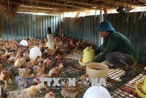 Cựu chiến binh Lò Văn Bóng chăm sóc đàn gà trong trang trại. Ảnh: Quý Trung – TTXVN Cựu chiến binh Lò Văn Bóng chăm sóc đàn gà trong trang trại. Ảnh: Quý Trung – TTXVN