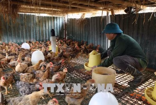 Cựu chiến binh Lò Văn Bóng chăm sóc đàn gà trong trang trại. Ảnh: Quý Trung – TTXVN