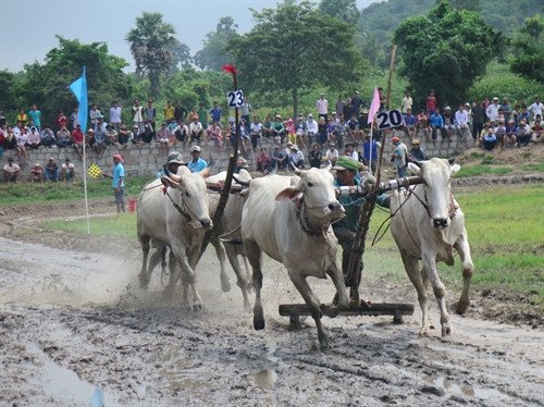 Lễ hội đua bò ở An Giang được lồng ghép vào Lễ hội Sen Đôn Ta