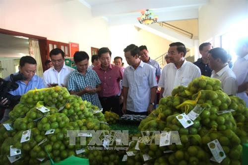 Bộ trưởng Bộ Khoa học và Công nghệ Chu Ngọc Anh và các đại biểu thăm quan sản phẩm hồng không hạt Quản Bạ. Ảnh: Minh Tâm - TTXVN Bộ trưởng Bộ Khoa học và Công nghệ Chu Ngọc Anh và các đại biểu thăm quan sản phẩm hồng không hạt Quản Bạ. Ảnh: Minh Tâm - TTXVN