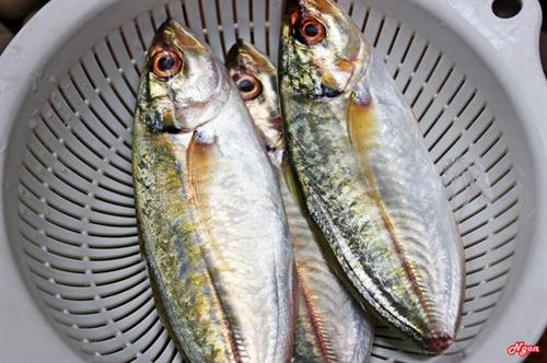 Khám phá về loài cá ngân có nhiều ở vịnh Bắc Bộ ảnh 3