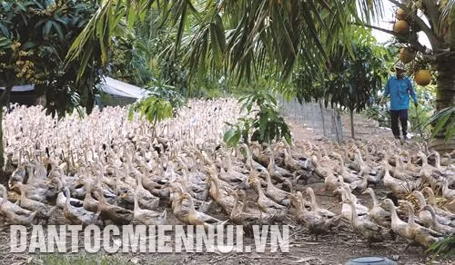 Tùy điều kiện chăn nuôi, có thể quyết định diện tích chuồng nuôi, mật độ nuôi thích hợp để vịt sinh trưởng, phát triển tốt, hạn chế lây nhiễm bệnh tật. Ảnh: Văn Trí