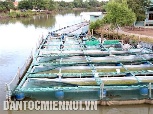 Người dân cư ngụ ven sông Cà Mau chủ động bố trí nuôi thủy sản thích ứng với biến đổi khí hậu và nước dâng cao. Ảnh: Kim Há Người dân cư ngụ ven sông Cà Mau chủ động bố trí nuôi thủy sản thích ứng với biến đổi khí hậu và nước dâng cao. Ảnh: Kim Há