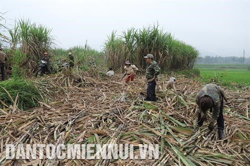 Bà con vùng biên Nghệ An chuyển đổi diện tích trồng trọt năng suất thấp sang trồng mía năng suất cao để tăng thu nhập. Ảnh: Việt Nga