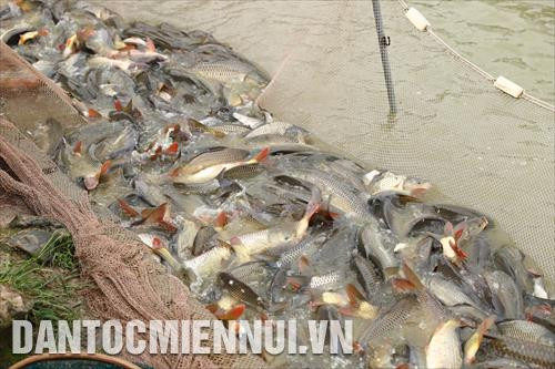 Một mẻ cá bội thu của người dân huyện Ứng Hòa.