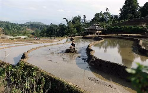 Người dân lấy nước vào ruộng chuẩn bị cho vụ lúa mới tại xã Tả Lèng, huyện Tam Đường tỉnh Lai Châu. Ảnh: Quý Trung - TTXVN Để có những thửa ruộng bậc thang chạy dài uốn quanh sườn núi là công sức của bao đời của nhân dân các vùng núi cao. Ảnh: Quý Trung - TTXVN Người dân tập trung cấy trên những cánh đồng đã đầy no nước trời tại xã Tả Lèng huyện Tam Đường tỉnh Lai Châu. Ảnh: Quý Trung - TTXVN Nhiều hộ dân có điều kiện đầu tư máy cầy để phục vụ cho một vụ mùa mới. Ảnh: Quý Trung - TTXVN Những cơn mưa lớn mang dòng nước nguồn từ trên các ngọn núi đổ xuống những ruộng bậc thang tạo thành những vệt màu đa sắc, càng làm sống động bức tranh bình dị của xã Tà Lèng, huyện Tam Đường tỉnh Lai Châu. Ảnh: Quý Trung - TTXVN