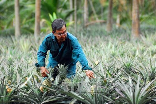 Vườn khóm (dứa) của gia đình ông Huỳnh Cá Én (SN 1949, ấp Vĩnh Phú, xã Vĩnh Hòa Phú) trồng 1ha đang vào thời kỳ cho thu hoạch quả. Ảnh: Mạnh Linh-TTXVN