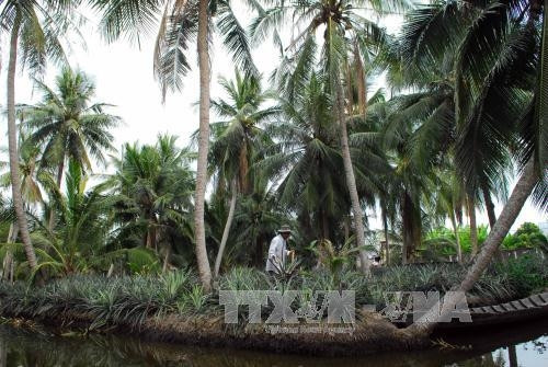 Vườn khóm của gia đình ông Kha Truyền Nghĩa (SN 1951, ấp Vĩnh Phú, xã Vĩnh Hòa Phú) trồng 4,5ha. 1 năm thu hoạch 4 vụ được hơn 11.000 trái, cho thu nhập hơn 200 triệu đồng. Ảnh: Mạnh Linh-TTXVN