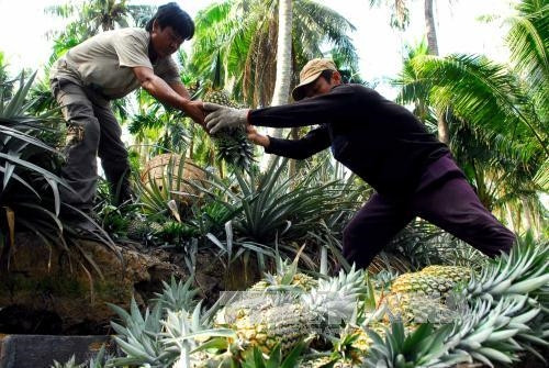 Thu hoạch khóm (dứa) tại vườn của gia đình ông Vương Văn Lợi, ấp Vĩnh Phú, xã Vĩnh Hòa Phú trồng trên diện tích 9ha, bình quân mỗi năm thu hoạch hơn 50.000 trái. Ảnh: Mạnh Linh-TTXVN