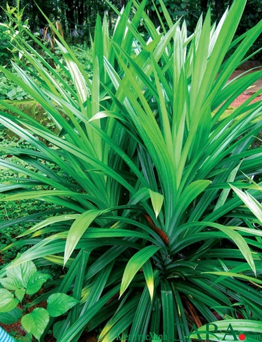 Lá dứa - thần dược của sức khỏe và sắc đẹp ảnh 1 Lá dứa - thần dược của sức khỏe và sắc đẹp ảnh 1