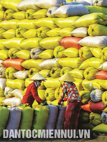 Tỉnh Hậu Giang đang thực hiện nhiều chính sách hỗ trợ nông nghiệp, nhất là tại các xã nông thôn mới, góp phần sản xuất bền vững, nâng cao chất lượng sản phẩm. Ảnh: Duy Ba