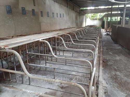 Dịch tả lợn Châu Phi xuất hiện khiến nhiều chuồng trại chăn nuôi trên địa bàn tỉnh phải bỏ trống do lợn bị dịch bệnh phải tiêu hủy. Ảnh: Hoàng Nhị - TTXVN Dịch tả lợn Châu Phi xuất hiện khiến nhiều chuồng trại chăn nuôi trên địa bàn tỉnh phải bỏ trống do lợn bị dịch bệnh phải tiêu hủy. Ảnh: Hoàng Nhị - TTXVN