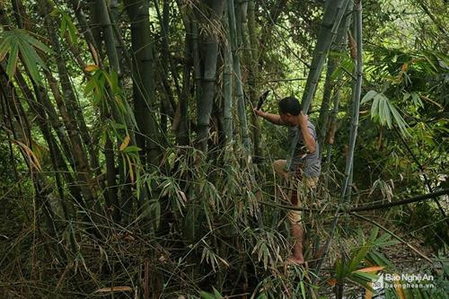 Theo kinh nghiệm của ngườiThái ở huyện Tương Dương (Nghệ An), để làm được "bong khàu lám" (cơm lam) ngon phải mất nhiều công đoạn. Trước hết, phải chọn được cây tre gai - một loại cây mọc tự nhiên trong các khu rừng. Khi chọn cây tre làm ống lam, người ta thường chọn những cây không quá già và cũng không quá non bởi đây là những cây đang trong giai đoạn chuyển từ măng thành cây. Ảnh: Lữ Phú Ưu tiên lựa chọn vẫn là những cây có đốt ống dài, thẳng đẹp, không bị sâu, chặt bỏ một đầu mắt, tạo thành ống có đáy. Loại tre được người Thái tìm chọn để lam cơm là loại tre khi cơm lam chín, bóc hết lớp vỏ tre cứng còn để lại một lớp màng mỏng bao bọc lấy phần cơm đã chín, vì thế khi cầm cơm không bị dính vào da tay, khi ăn có vị ngọt của tre, vị thơm của nếp mới. Đây cũng là điểm khác biệt của tre gai so với cây nứa khi dùng để lam cơm. Ngoài ra, ống lam từ cây tre có lớp vỏ dày hơn nên khi lam không sợ cơm bị cháy như các loại ống khác. Ảnh: Lữ Phú Gạo để làm cơm lam là gạo nếp mới được thu hoạch trên nương về, có thể là nếp trắng hoặc nếp cẩm thơm ngon. Trước khi cho gạo vào ống lam, người ta thường cho một ít nước vào trước, sau đó cho gạo vào ống và đổ nước đầy miệng ống ngâm qua đêm. Trước khi lam, miệng ống tre được nút bằng lá chuối rừng để khi lam cơm không bị nghe mùi khói và vẫn giữ nguyên được hương vị của nếp mới hòa quyện với mùi thơm của ống lam. Ảnh: Lữ Phú Khi lam cơm cũng cần phải khéo tay, giữ lửa sao cho ống lam không bị cháy và cơm trong ống được chín. Khi lam, lửa phải to và thực hiện lam từ đáy ống lên hoặc miệng ống xuống, tùy từng nơi khác nhau và luôn trở ống đều tay để cơm lam chín đều và không bị sượng. Lam khi nào ống cháy sém, có mùi cơm nếp tỏa ra là dấu hiệu cơm đã chín. Ảnh: Lữ Phú Trước khi ăn, dùng dao chẻ bỏ lớp vỏ ngoài đã bị nướng cháy, sau đó tước lớp vỏ dày, chỉ để lại một lớp mỏng màu trắng bên trong thấy cơm lam định hình ở dạng ống đặc và được bao quanh một lớp màng mỏng màu trắng của ruột tre. Ảnh: Lữ Phú Khi đã chín, bóc hết vỏ cứng của tre, còn lại một lớp màng giấy mỏng giúp cơm không dính vào da tay. Cơm lam là món ăn mang nhiều ý nghĩa tâm linh. Đồng bào Thái thường có quan niệm nhờ mưa thuận, gió hòa, mùa màng mới tươi tốt, mới có được hạt gạo dẻo thơm để làm cơm lam. Ảnh: Lữ Phú Theo kinh nghiệm của ngườiThái ở huyện Tương Dương (Nghệ An), để làm được "bong khàu lám" (cơm lam) ngon phải mất nhiều công đoạn. Trước hết, phải chọn được cây tre gai - một loại cây mọc tự nhiên trong các khu rừng. Khi chọn cây tre làm ống lam, người ta thường chọn những cây không quá già và cũng không quá non bởi đây là những cây đang trong giai đoạn chuyển từ măng thành cây. Ảnh: Lữ Phú Ưu tiên lựa chọn vẫn là những cây có đốt ống dài, thẳng đẹp, không bị sâu, chặt bỏ một đầu mắt, tạo thành ống có đáy. Loại tre được người Thái tìm chọn để lam cơm là loại tre khi cơm lam chín, bóc hết lớp vỏ tre cứng còn để lại một lớp màng mỏng bao bọc lấy phần cơm đã chín, vì thế khi cầm cơm không bị dính vào da tay, khi ăn có vị ngọt của tre, vị thơm của nếp mới. Đây cũng là điểm khác biệt của tre gai so với cây nứa khi dùng để lam cơm. Ngoài ra, ống lam từ cây tre có lớp vỏ dày hơn nên khi lam không sợ cơm bị cháy như các loại ống khác. Ảnh: Lữ Phú Gạo để làm cơm lam là gạo nếp mới được thu hoạch trên nương về, có thể là nếp trắng hoặc nếp cẩm thơm ngon. Trước khi cho gạo vào ống lam, người ta thường cho một ít nước vào trước, sau đó cho gạo vào ống và đổ nước đầy miệng ống ngâm qua đêm. Trước khi lam, miệng ống tre được nút bằng lá chuối rừng để khi lam cơm không bị nghe mùi khói và vẫn giữ nguyên được hương vị của nếp mới hòa quyện với mùi thơm của ống lam. Ảnh: Lữ Phú Khi lam cơm cũng cần phải khéo tay, giữ lửa sao cho ống lam không bị cháy và cơm trong ống được chín. Khi lam, lửa phải to và thực hiện lam từ đáy ống lên hoặc miệng ống xuống, tùy từng nơi khác nhau và luôn trở ống đều tay để cơm lam chín đều và không bị sượng. Lam khi nào ống cháy sém, có mùi cơm nếp tỏa ra là dấu hiệu cơm đã chín. Ảnh: Lữ Phú Trước khi ăn, dùng dao chẻ bỏ lớp vỏ ngoài đã bị nướng cháy, sau đó tước lớp vỏ dày, chỉ để lại một lớp mỏng màu trắng bên trong thấy cơm lam định hình ở dạng ống đặc và được bao quanh một lớp màng mỏng màu trắng của ruột tre. Ảnh: Lữ Phú Khi đã chín, bóc hết vỏ cứng của tre, còn lại một lớp màng giấy mỏng giúp cơm không dính vào da tay. Cơm lam là món ăn mang nhiều ý nghĩa tâm linh. Đồng bào Thái thường có quan niệm nhờ mưa thuận, gió hòa, mùa màng mới tươi tốt, mới có được hạt gạo dẻo thơm để làm cơm lam. Ảnh: Lữ Phú