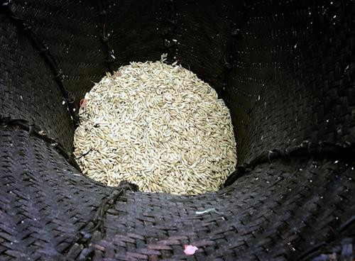 Nghi lễ cúng tổ tiên phù hộ cho mạnh khỏe, mùa màng bội thu. Ảnh: Đỗ Tuấn Anh Thóc giống được đựng trong gùi để chuẩn bị cho lễ chọc lỗ, tra hạt. Ảnh: Đỗ Tuấn Anh Già làng phát thóc giống cho những người trong bản . Ảnh: Đỗ Tuấn Anh Tiết mục múa cá lượn của người Khơ Mú. Ảnh: Đỗ Tuấn Anh Nghi thức tạ ơn trâu, bò đã giúp con người cày cấy, mang lại thóc lúa. Ảnh: Đỗ Tuấn Anh Nghi lễ cúng tổ tiên phù hộ cho mạnh khỏe, mùa màng bội thu. Ảnh: Đỗ Tuấn Anh Thóc giống được đựng trong gùi để chuẩn bị cho lễ chọc lỗ, tra hạt. Ảnh: Đỗ Tuấn Anh Già làng phát thóc giống cho những người trong bản . Ảnh: Đỗ Tuấn Anh Tiết mục múa cá lượn của người Khơ Mú. Ảnh: Đỗ Tuấn Anh Nghi thức tạ ơn trâu, bò đã giúp con người cày cấy, mang lại thóc lúa. Ảnh: Đỗ Tuấn Anh