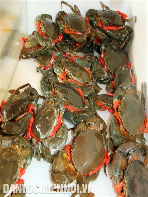 Cua Năm Căn - Cà Mau có thịt chắc, thơm ngon nên được nhiều người tiêu dùng trong và ngoài nước ưa chuộng