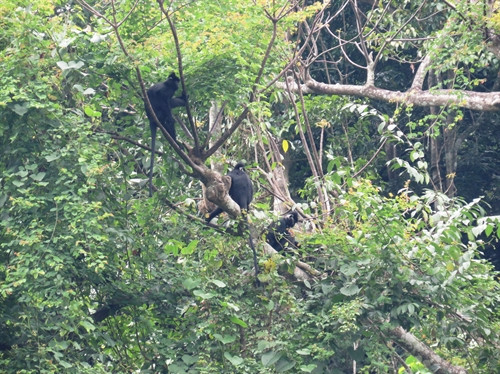 Voọc gáy trắng tại Khu thả linh trưởng bán hoang dã núi đôi.
