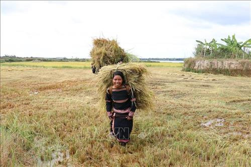 Thiếu nữ người dân tộc Jrai gùi lúa về. Ảnh: Hồng Điệp – TTXVN