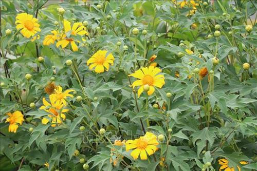 Hoa dã quỳ bung sắc vàng trên khắp các triền núi, sườn đồi. Ảnh: Hồng Điệp – TTXVN