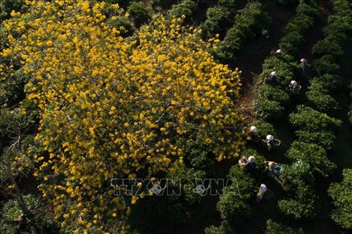 Hoa muồng vàng bung nở trên các đồi chè xanh mướt. Ảnh: Hồng Điệp - TTXVN