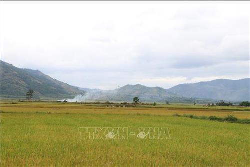 Những đồng lúa vàng trải dài đến tận chân núi. Ảnh: Hồng Điệp – TTXVN