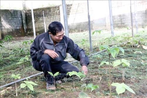 Ông Đoàn Khắc Chỉnh chăm sóc cây dược liệu. Ảnh: Công Tuyên - TTXVN Ông Đoàn Khắc Chỉnh chăm sóc cây dược liệu. Ảnh: Công Tuyên - TTXVN