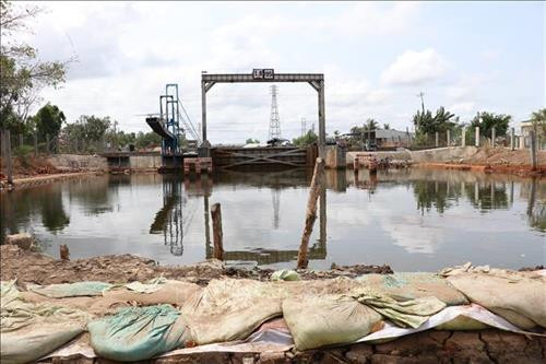 Gia cố bờ ngăn mặn tại Trùm Thuật Nam, huyện Trần Văn Thời. Ảnh: Huỳnh Thế Anh - TTXVN