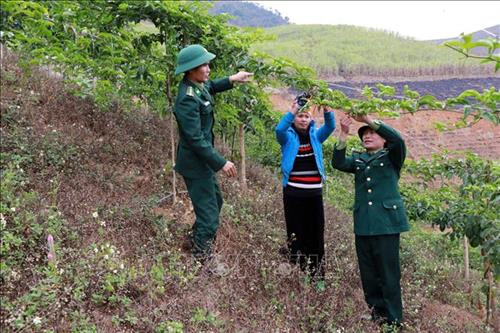 Cán bộ Đồn Biên phòng Phiêng Pằn hướng dẫn người dân kỹ thuật chăm sóc cây chanh leo. Ảnh: Hữu Quyết - TTXVN Cán bộ Đồn Biên phòng Phiêng Pằn hướng dẫn người dân kỹ thuật chăm sóc cây chanh leo. Ảnh: Hữu Quyết - TTXVN
