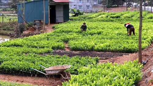 Người dân Tuyên Quang đang chuẩn bị cấy giống cho vụ trồng rừng năm 2020. Ảnh: Quang Đán - TTXVN Người dân Tuyên Quang đang chuẩn bị cấy giống cho vụ trồng rừng năm 2020. Ảnh: Quang Đán - TTXVN
