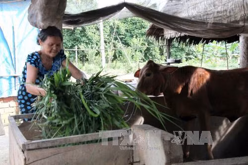 Bà Huê Thị Rá ở xã Hòa Hiệp, huyện Tam Bình, tỉnh Vĩnh Long vừa được hỗ trợ bê giống nhằm giúpngười dân thoát nghèo bền vững. Ảnh: Lê Thúy Hằng - TTXVN