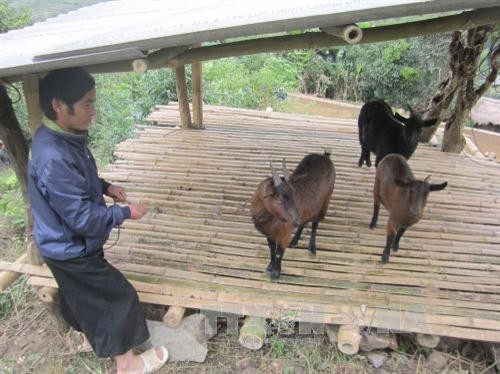 Gia đình anh Giang Thanh Mai, trú tại bản Cá Tớp, xã Pù Nhi, thực hiện mô hình chăn nuôi dê cỏ cho thu nhập hơn 3 triệu đồng/tháng. Ảnh: Nguyễn Nam - TTXVN Gia đình anh Giang Thanh Mai, trú tại bản Cá Tớp, xã Pù Nhi, thực hiện mô hình chăn nuôi dê cỏ cho thu nhập hơn 3 triệu đồng/tháng. Ảnh: Nguyễn Nam - TTXVN