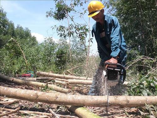 Nông dân huyện Vân Canh khai thác rừng keo lai. Ảnh: Phạm Kha – TTXVN Nông dân huyện Vân Canh khai thác rừng keo lai. Ảnh: Phạm Kha – TTXVN