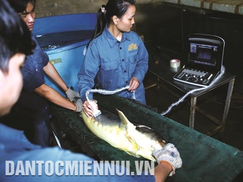 Khi đủ tuổi, cá tầm được đưa ra khỏi vùng nuôi để siêu âm, chuẩn bị cho quá trình lấy trứng Khi đủ tuổi, cá tầm được đưa ra khỏi vùng nuôi để siêu âm, chuẩn bị cho quá trình lấy trứng