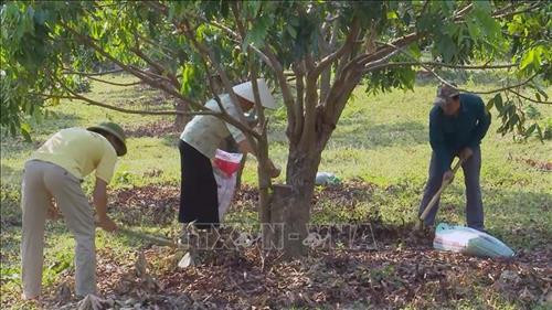 Người dân huyện Mường La chăm sóc cây ăn quả. Ảnh: Hữu Quyết - TTXVN Người dân huyện Mường La chăm sóc cây ăn quả. Ảnh: Hữu Quyết - TTXVN