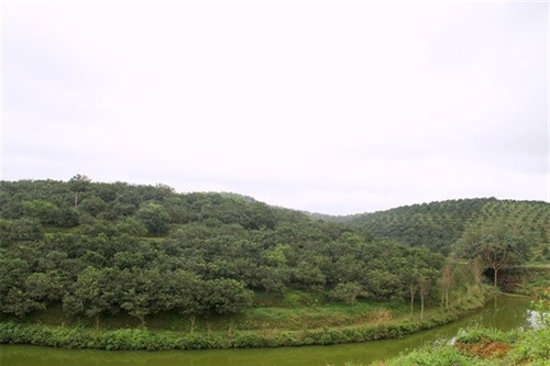 Ngọt thơm đặc sản cam bù Hương Sơn (Hà Tĩnh) ảnh 1 Ngọt thơm đặc sản cam bù Hương Sơn (Hà Tĩnh) ảnh 1