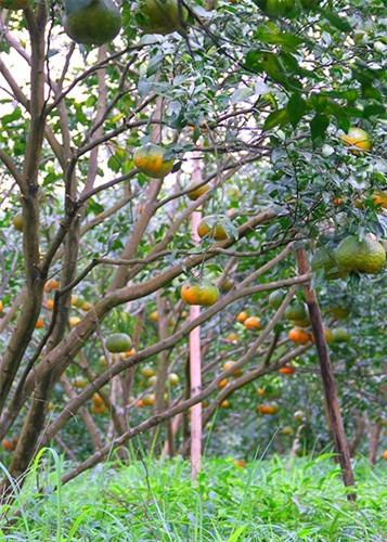 Ngọt thơm đặc sản cam bù Hương Sơn (Hà Tĩnh) ảnh 5 Ngọt thơm đặc sản cam bù Hương Sơn (Hà Tĩnh) ảnh 5