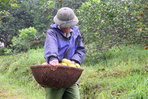Ngọt thơm đặc sản cam bù Hương Sơn (Hà Tĩnh) ảnh 6 Ngọt thơm đặc sản cam bù Hương Sơn (Hà Tĩnh) ảnh 6