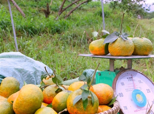 Ngọt thơm đặc sản cam bù Hương Sơn (Hà Tĩnh) ảnh 7 Ngọt thơm đặc sản cam bù Hương Sơn (Hà Tĩnh) ảnh 7