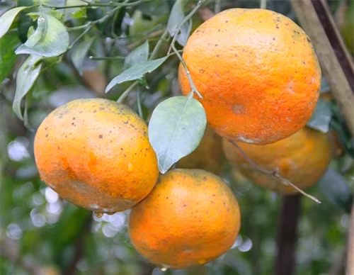 Ngọt thơm đặc sản cam bù Hương Sơn (Hà Tĩnh) ảnh 3