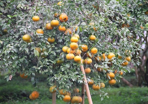 Ngọt thơm đặc sản cam bù Hương Sơn (Hà Tĩnh) ảnh 9 Ngọt thơm đặc sản cam bù Hương Sơn (Hà Tĩnh) ảnh 9