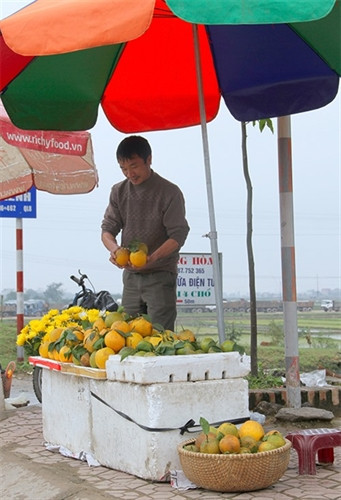 Ngọt thơm đặc sản cam bù Hương Sơn (Hà Tĩnh) ảnh 8 Ngọt thơm đặc sản cam bù Hương Sơn (Hà Tĩnh) ảnh 8